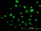 SAE1 Antibody (monoclonal) (M01)